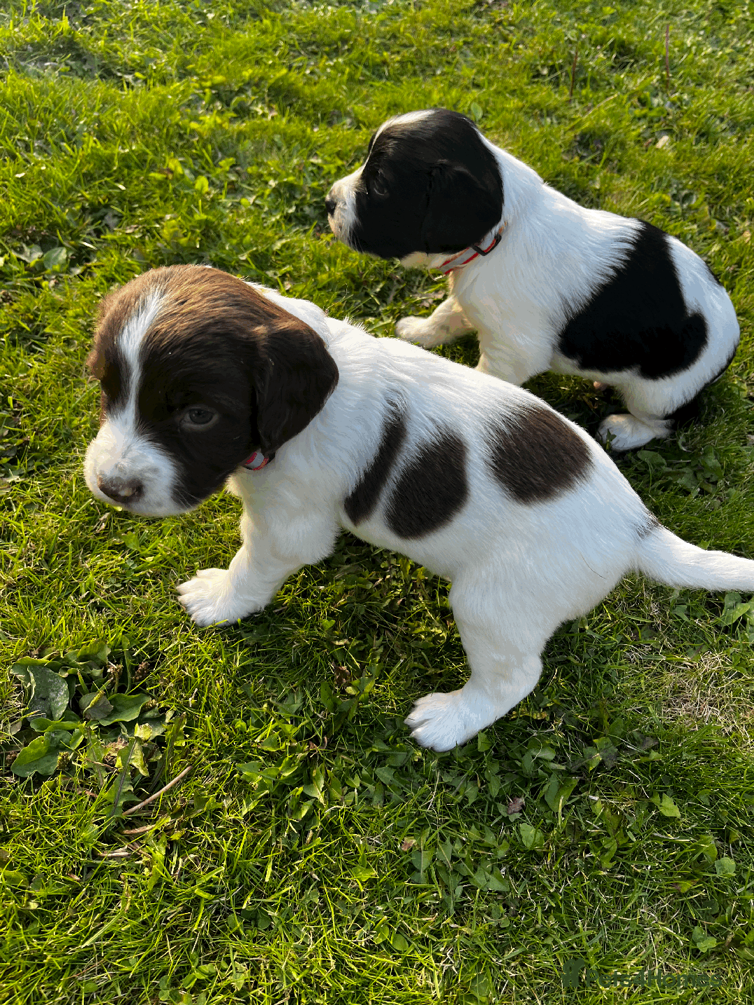 Sprocker dogs for sale: Sprocker Puppies - Image 8
