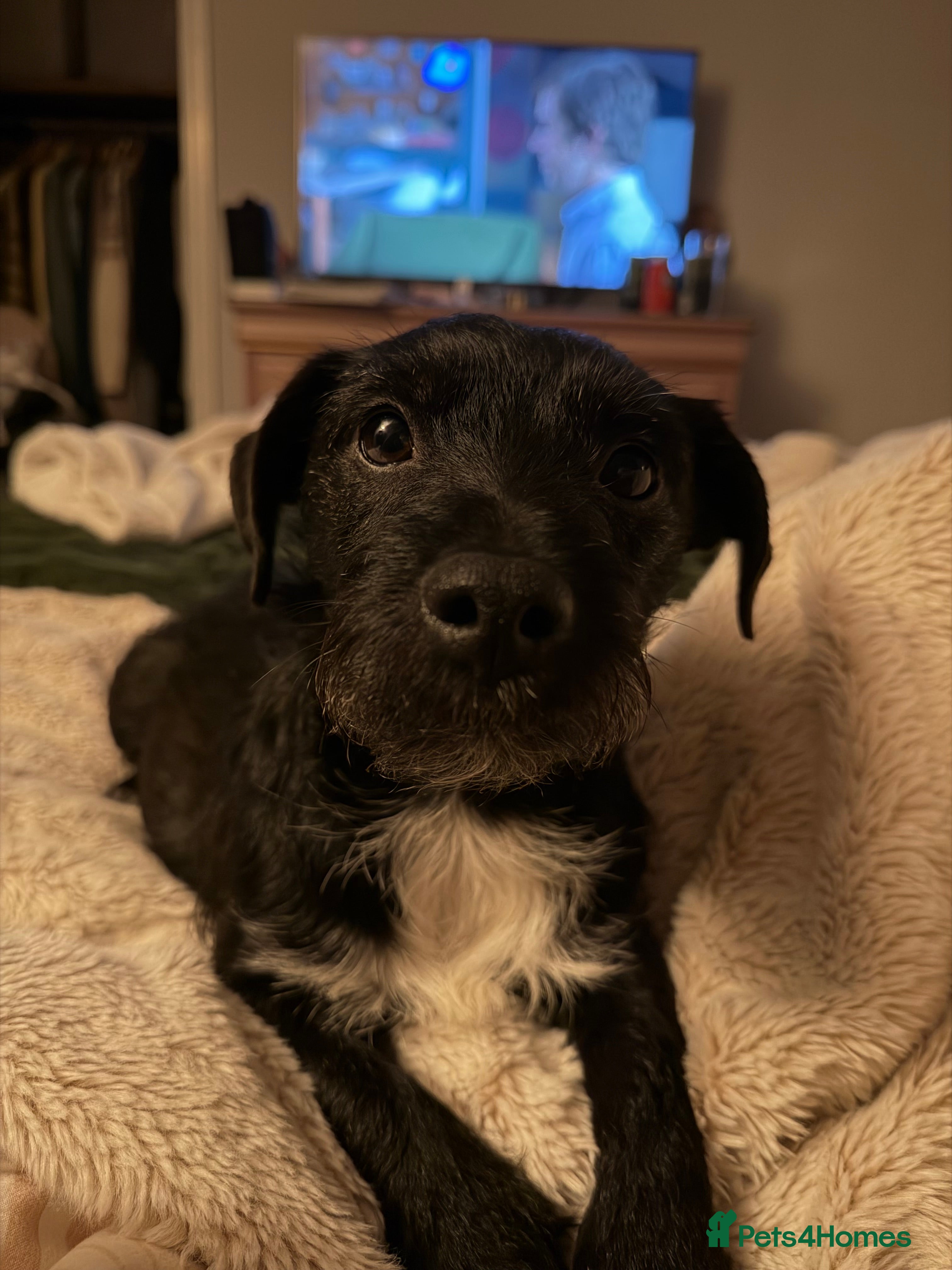 Mixed Breed dogs PatterPoo Litter - Advert 14