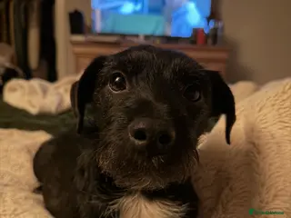 Mixed Breed dogs PatterPoo Litter - Advert 14