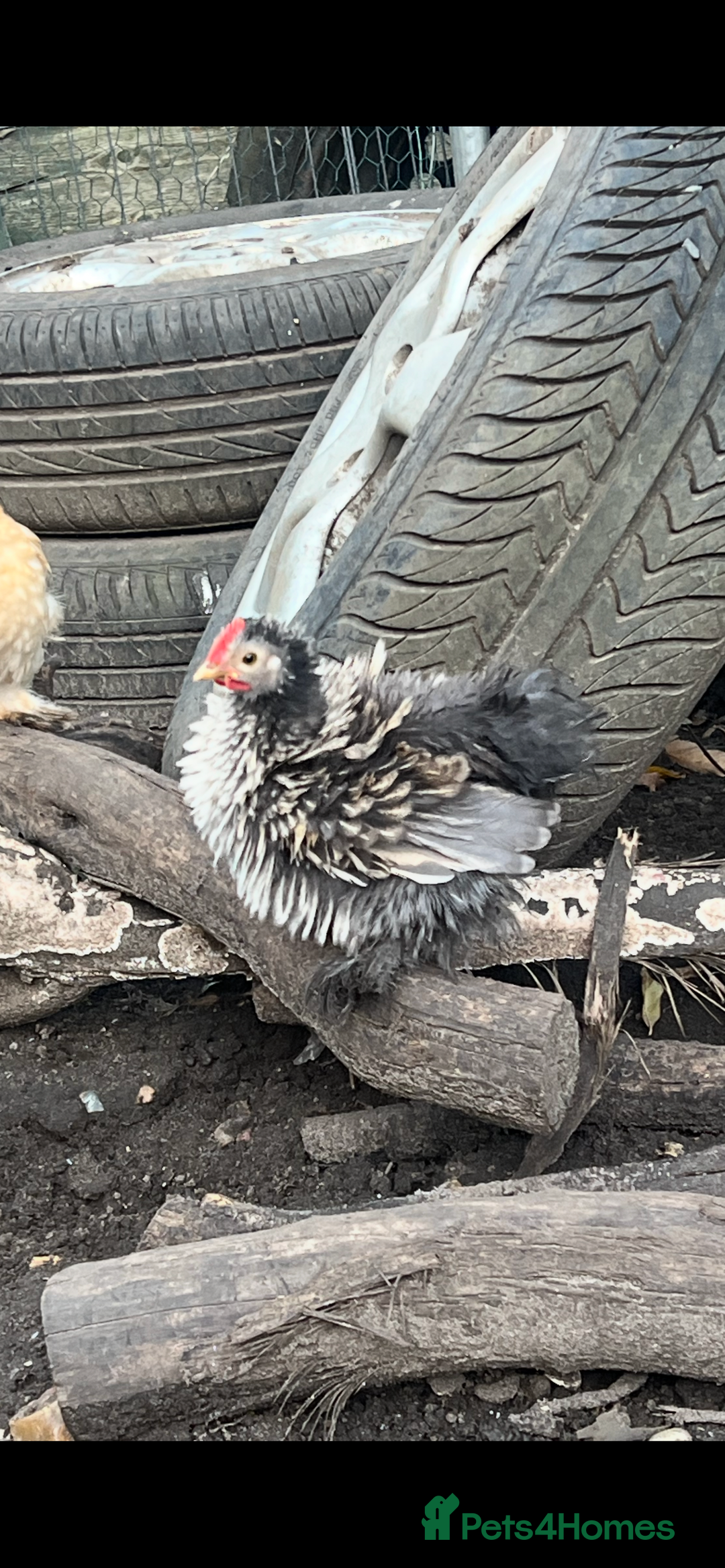 Chickens poultry for sale: Fizzy bantam chick  - Advert 1