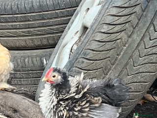 Chickens poultry - Advert 24