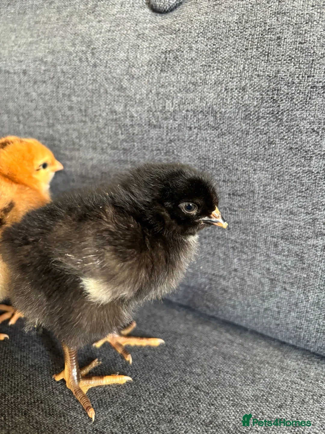 Mixed Breed livestock for sale: Newly Hatched Chicks in Llandeilo - Advert 4