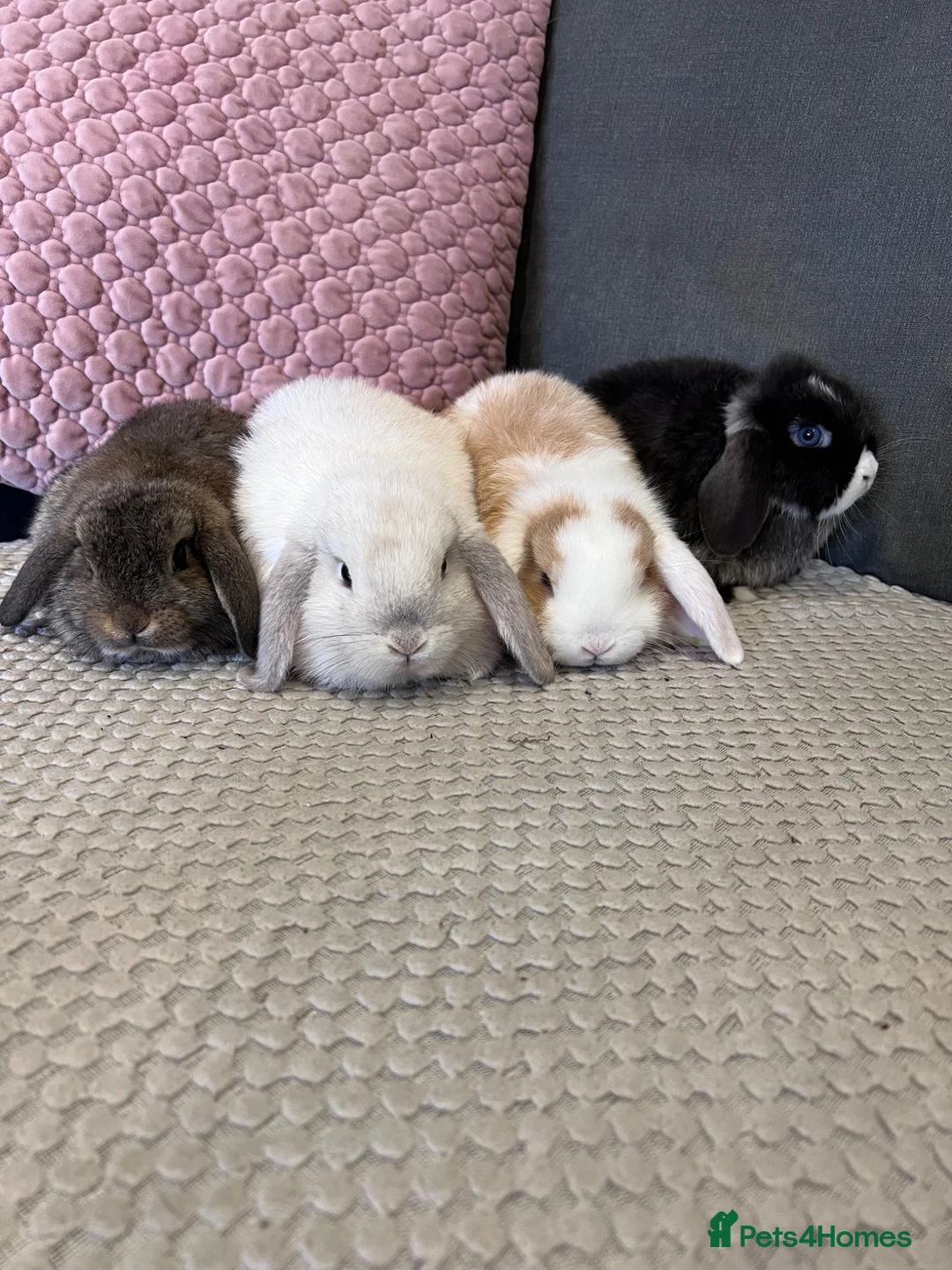 Mini Lop rabbits for sale: Beautiful Mini Lop Rabbits for sale - Advert 2