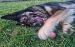 Mixed Breed dogs for sale: Handsome boy to good home - Image 5