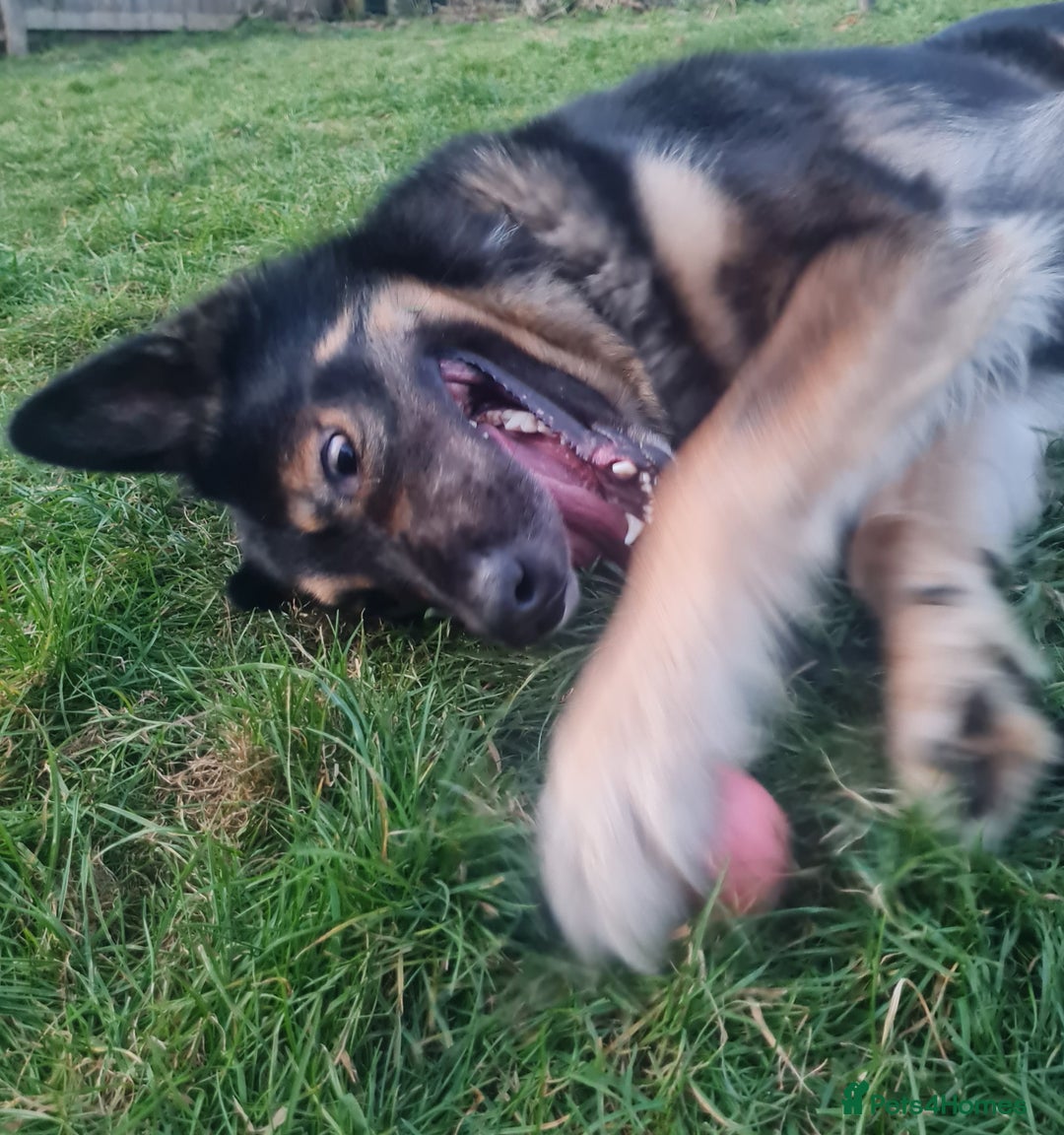 Mixed Breed dogs for sale: Handsome boy to good home - Image 5