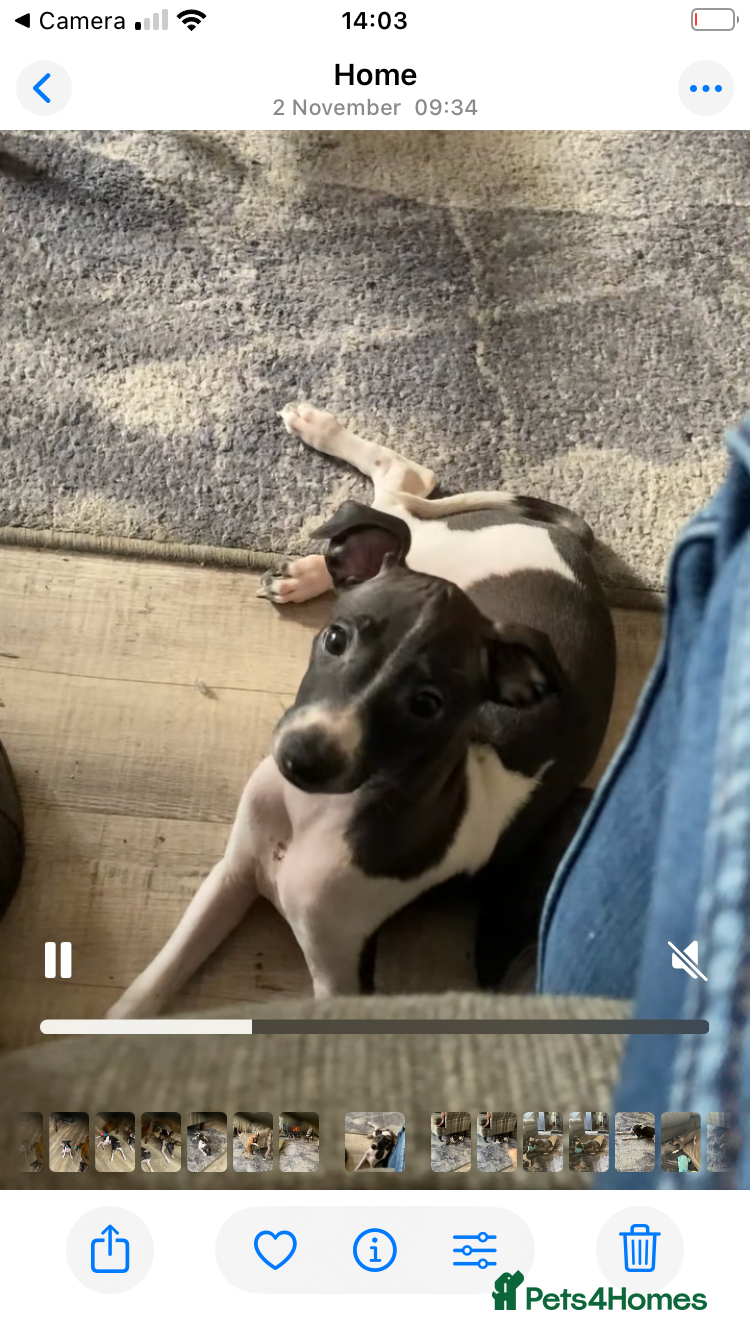 Italian Greyhound dogs Kc reg Italian Greyhound puppies  - Advert 1