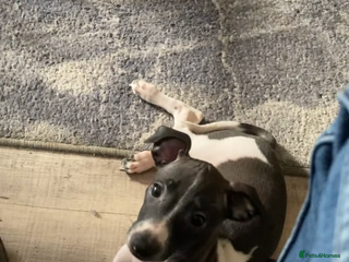 Italian Greyhound dogs Kc reg Italian Greyhound puppies - Advert 6