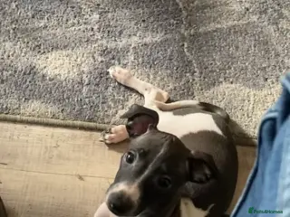 Italian Greyhound dogs Kc reg Italian Greyhound puppies - Advert 4