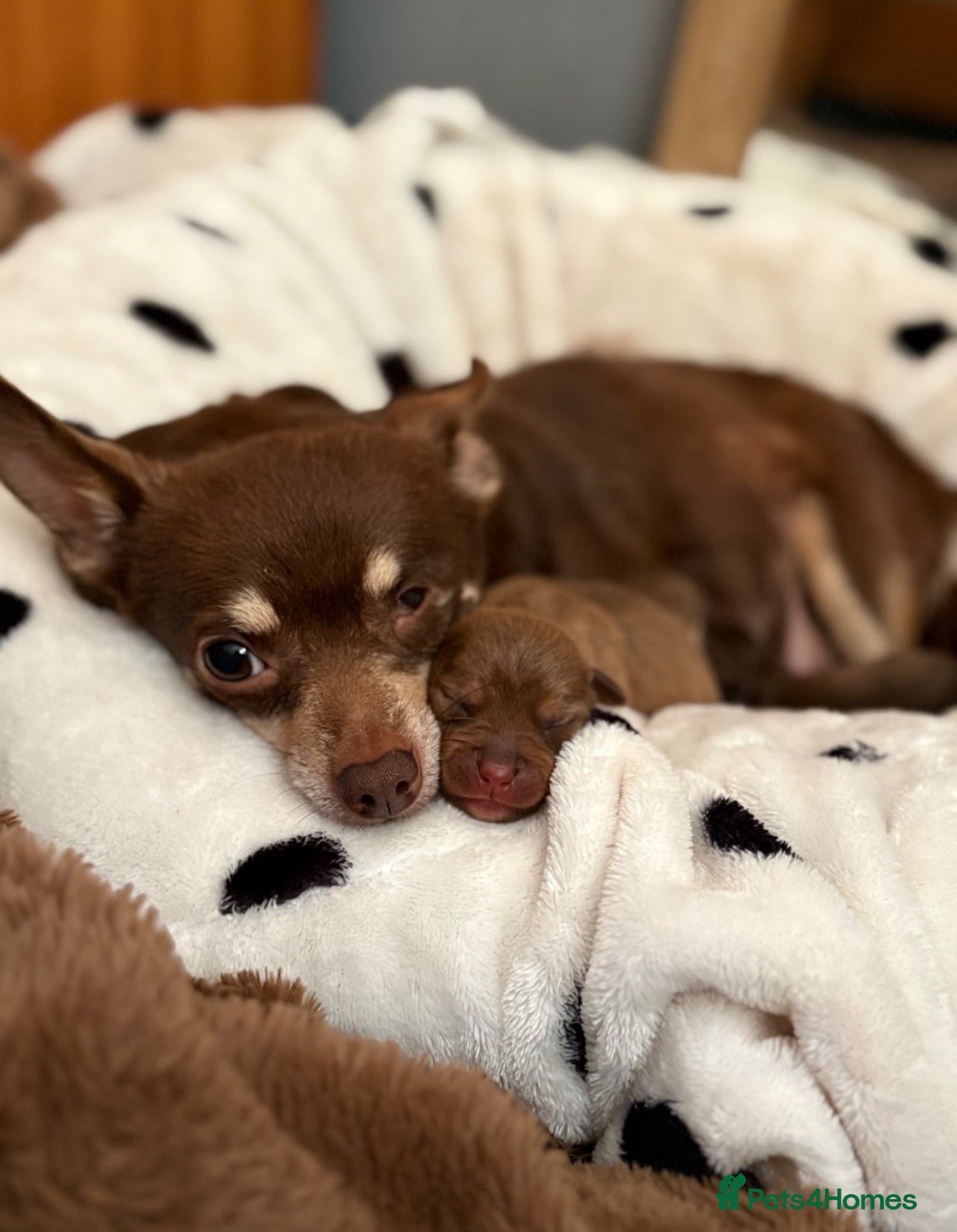 Mixed Breed dogs Chihuahua X patterdale puppies for sale - Advert 3