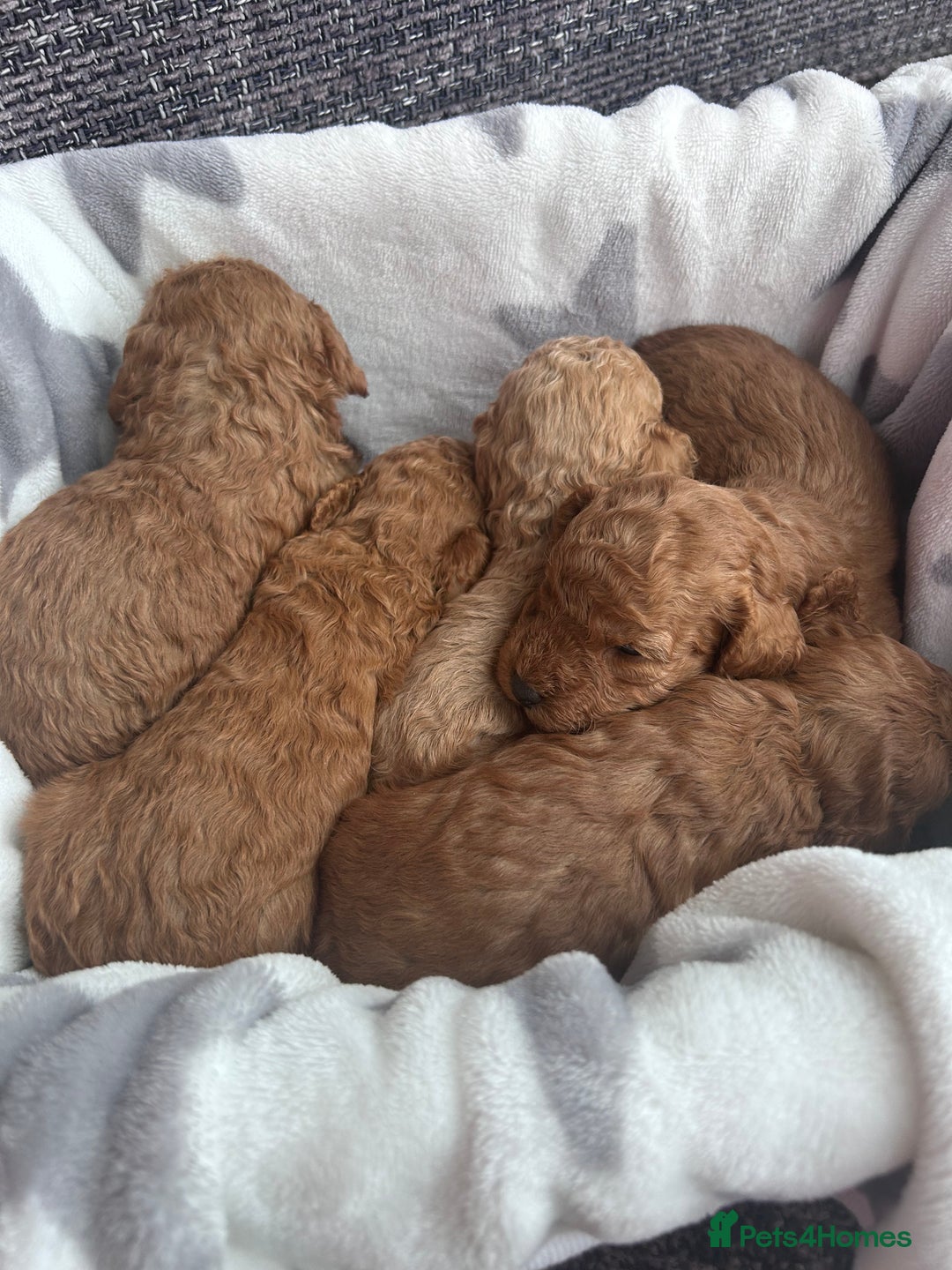 Miniature Poodle dogs for sale: Miniature poodles - Advert 18