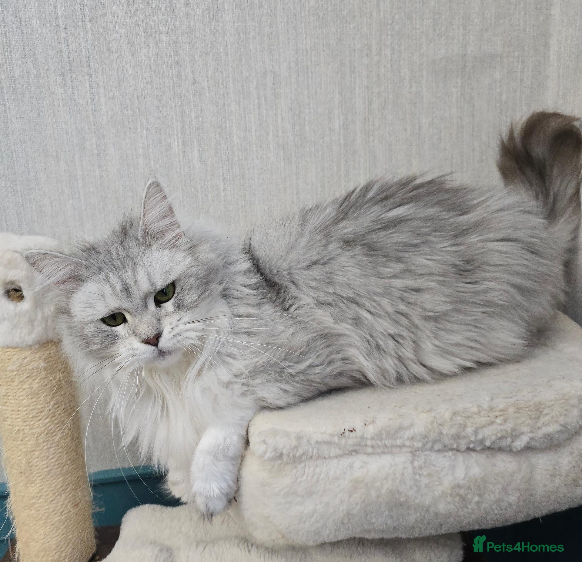 Maine Coon cats for sale: RARE Blue Silver Shell Maine Coon  - Advert 2