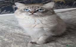 Ragdoll cats for stud: Ragdoll Stud  in Manchester - Image 4