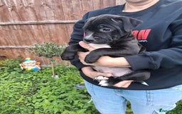 Staffordshire Bull Terrier dogs for sale: KC Reg Staffy Pups – Beautiful Chunky Puppys - Image 9