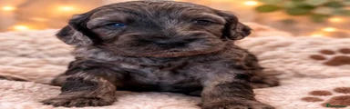 Cockapoo 2