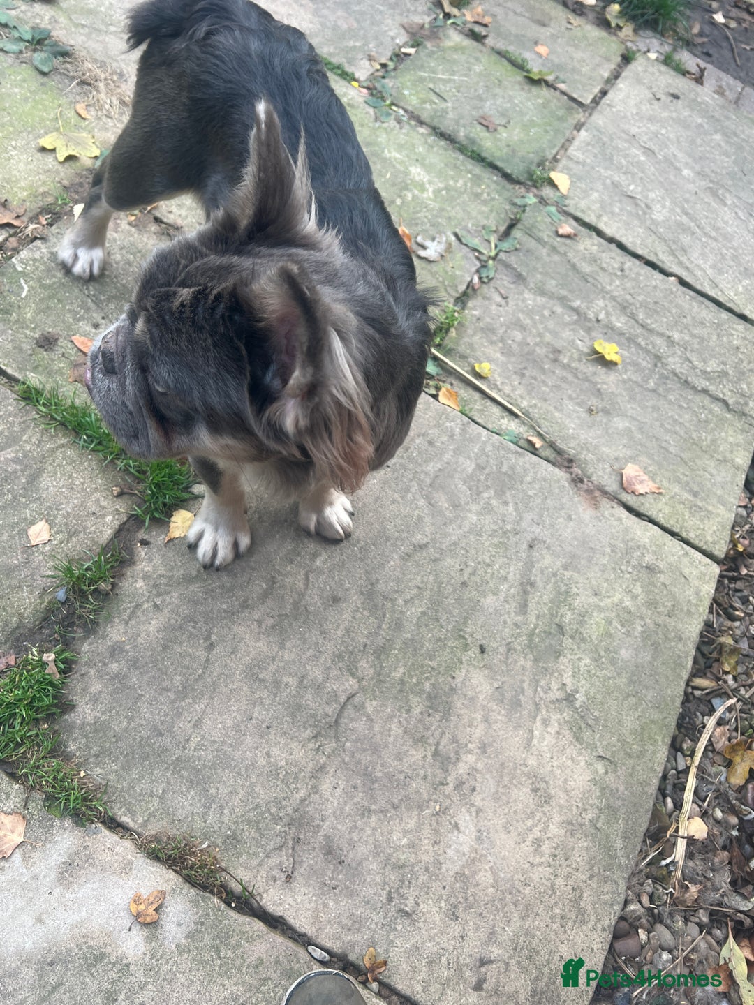 French Bulldog dogs for sale: French bulldogs full fluffy  - Image 2