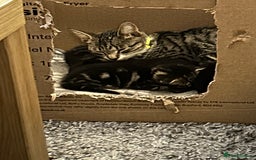 Bengal cats for sale: 3 Bengal mix kittens  - Image 22