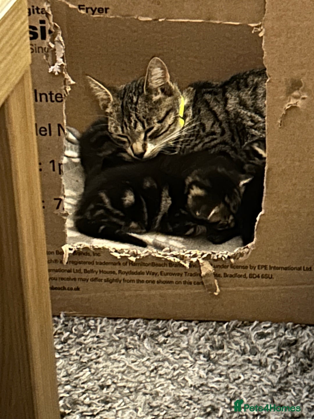 Bengal cats for sale: 3 Bengal mix kittens  - Image 22