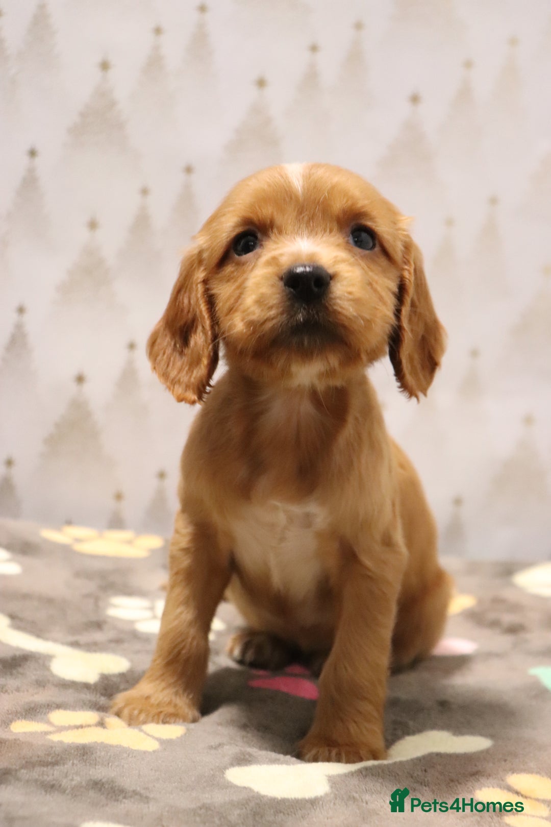 Cocker Spaniel dogs for sale: Fully Health Tested Cocker Spaniel Puppies  - Advert 36