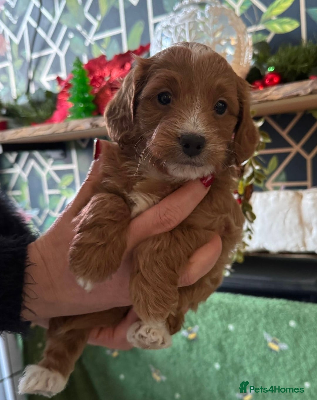 Doxiepoo dogs for sale: Beautiful Doxipoo puppies  - Advert 1