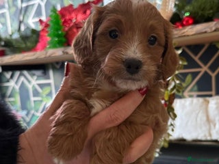 Doxiepoo dogs Beautiful Doxipoo puppies - Advert 3