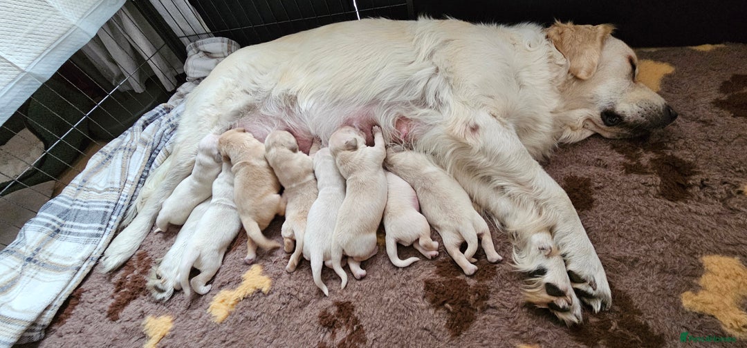 Golden Retriever dogs for sale: Golden Retriever Puppies - you will Fall in love  - Image 4