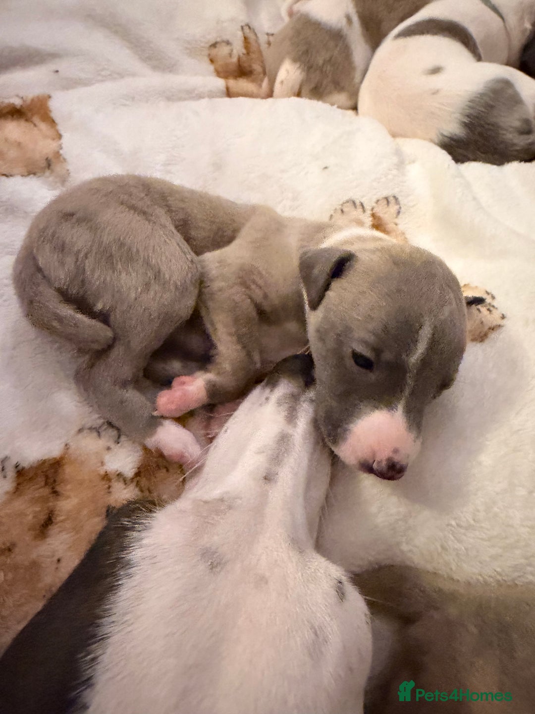Whippet dogs for sale: Whippets  - Advert 15