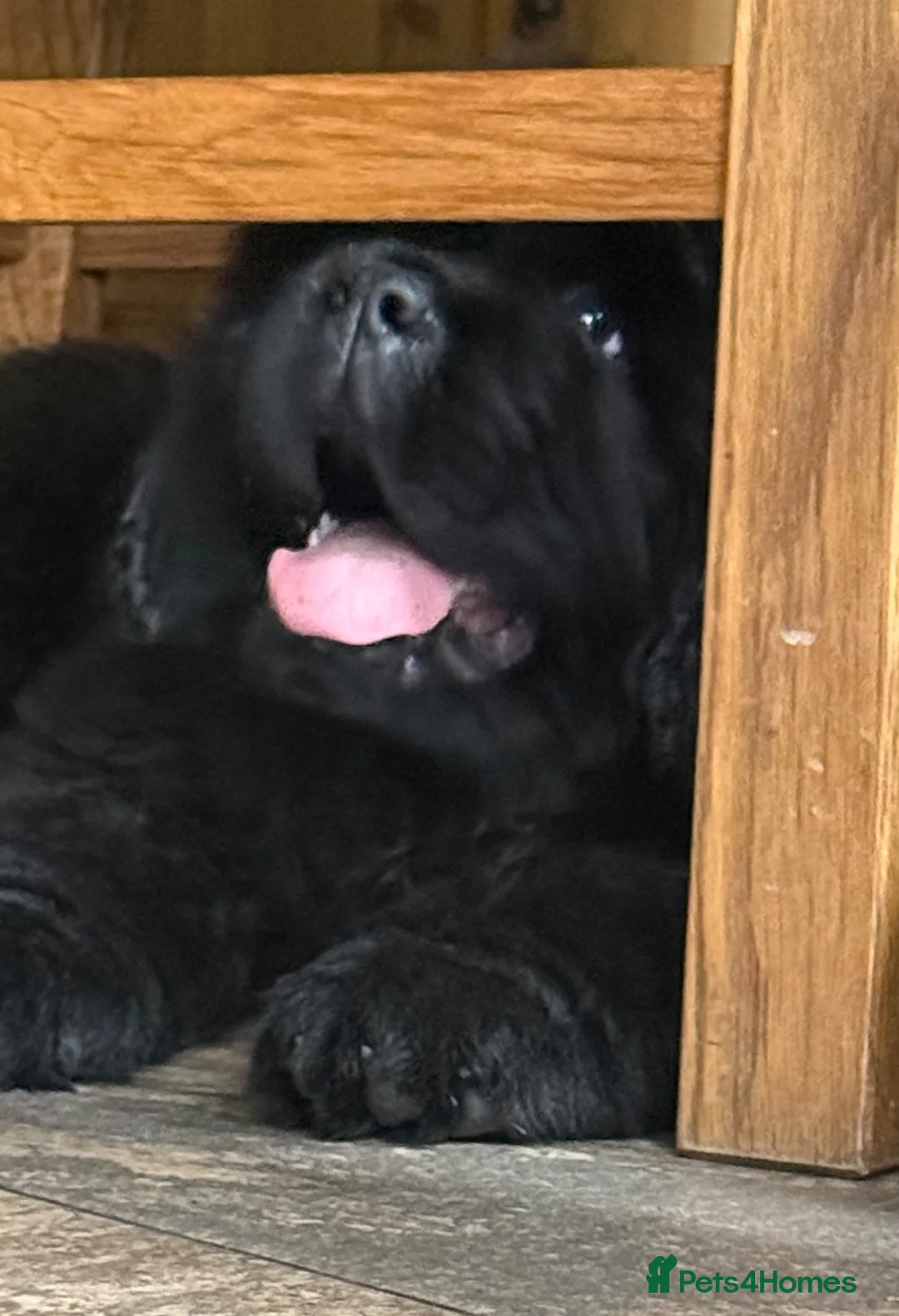 Newfoundland dogs for sale: Ch Sired beautiful Newfoundland male - Advert 4