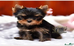Yorkshire Terrier dogs for sale: *READY * MINIATURE MALE YORKIE - Image 1