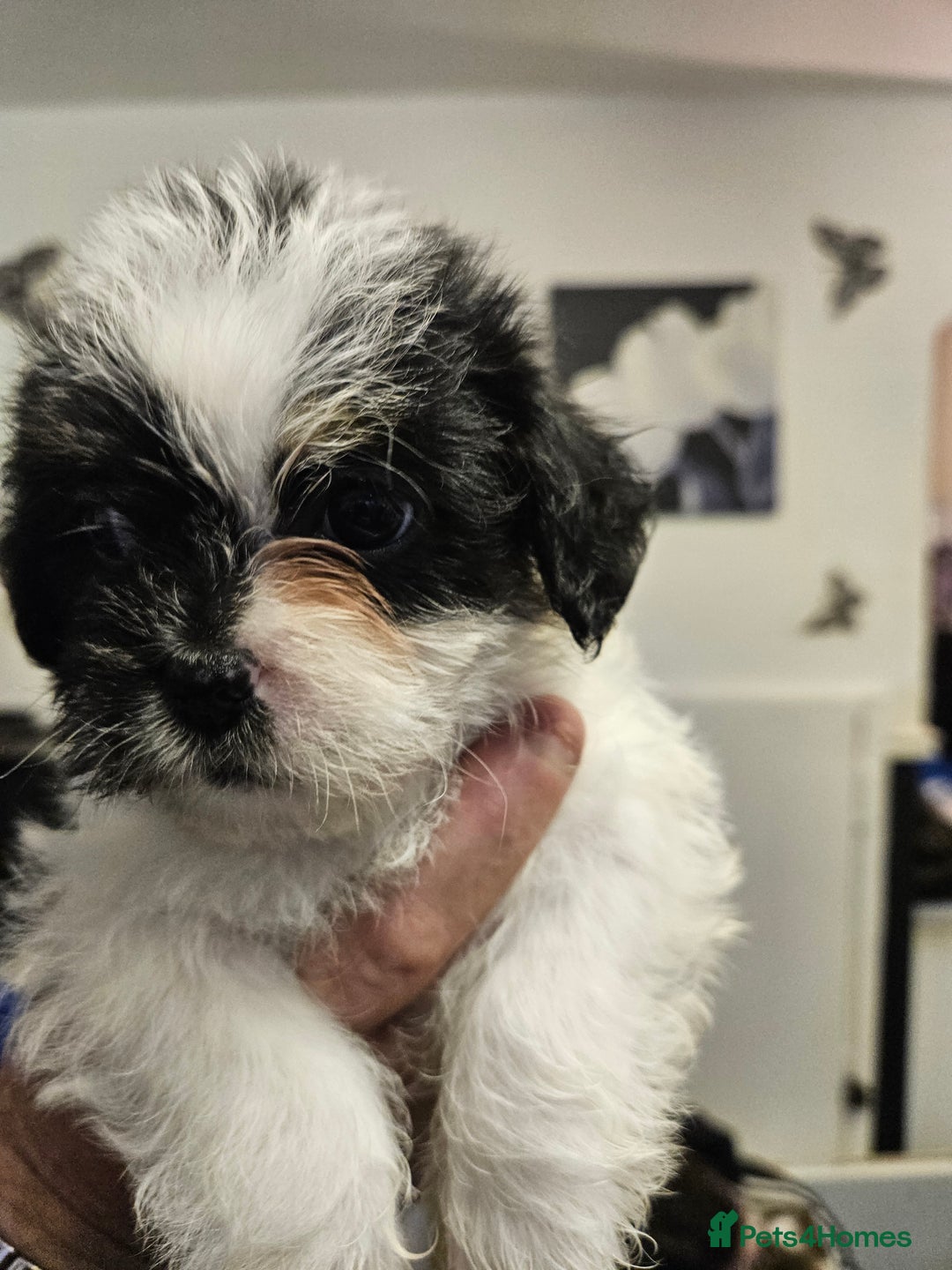 Mixed Breed dogs for sale: Jackallhapso - Advert 3