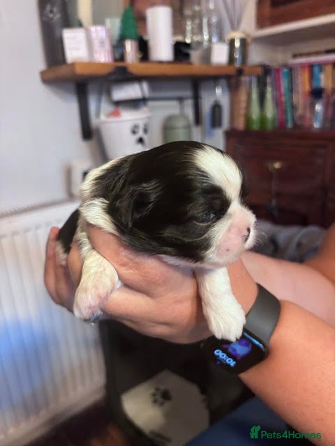 Shih Tzu dogs Wonderful Home - raised Shih Tzu Puppies for sale - Advert 2