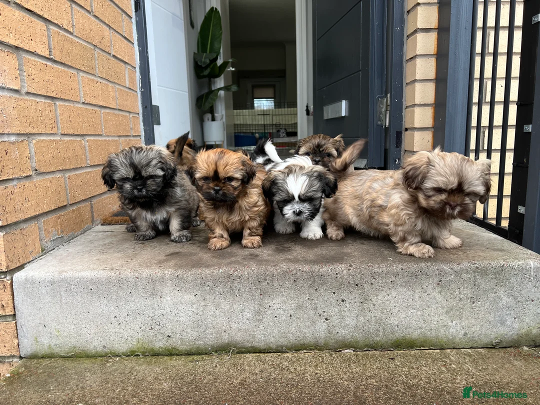 Shih Tzu dogs for stud: Shih tzu stud not for sale  in Glasgow - Advert 4