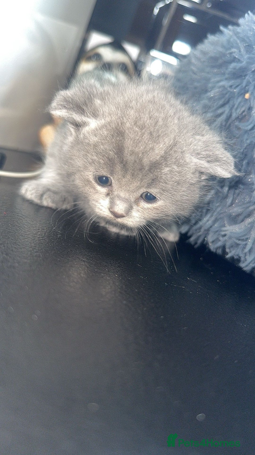 British Shorthair cats for sale: 5 remarkable British shorthairs  - Image 2