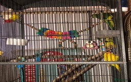 Mixed Breed birds for sale: Kakari For Sale - Image 2