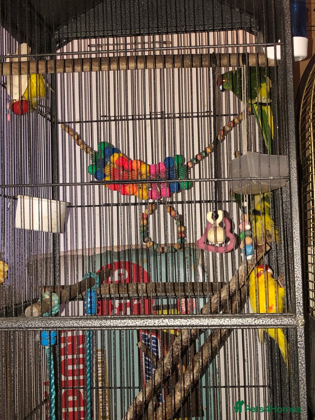 Mixed Breed birds for sale: Kakari For Sale - Image 2