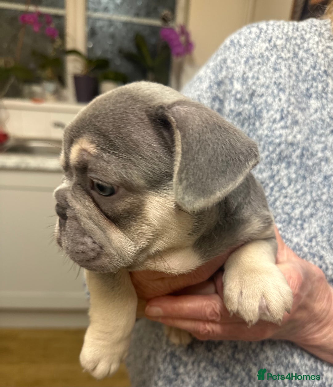 French Bulldog dogs for sale: French Bulldog Puppies  - Advert 11