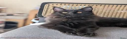 Maine Coon cats for sale: Maine coons 4 girls 3 boys  in Oswestry - Advert 3