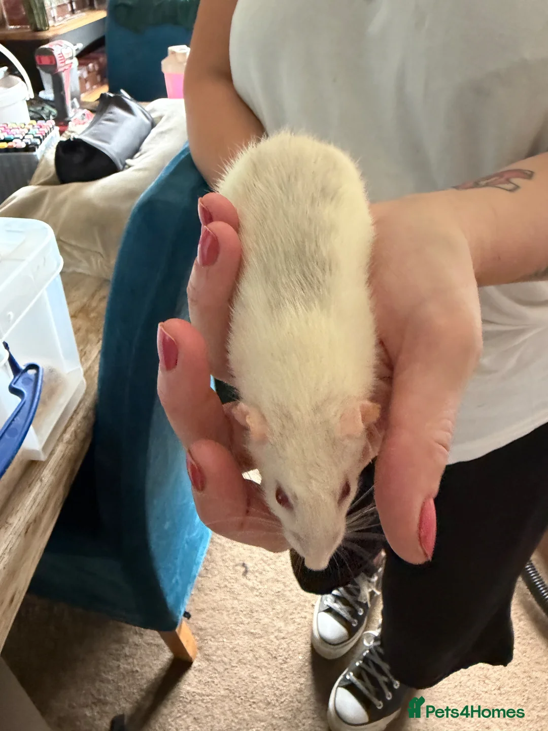 Rat rodents for sale: Rats for sale - Advert 2