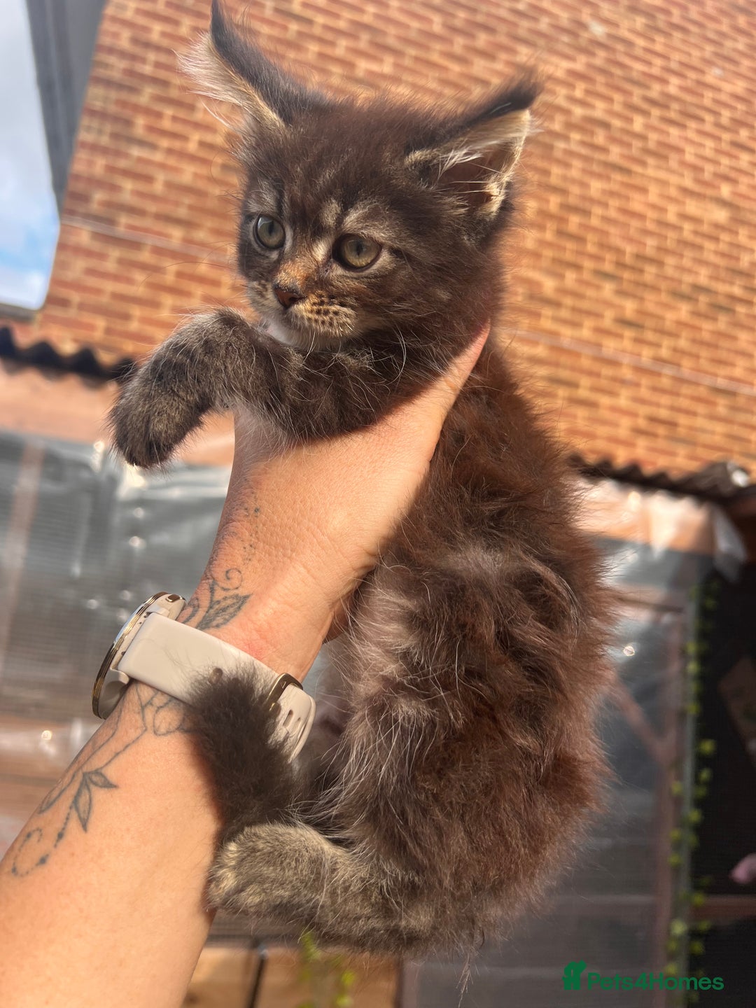 Maine Coon cats for sale: 🔥🔥🔥Maine Coon PEDIGREE 🔥🔥🔥ORIGINAL  - Image 7