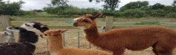Alpaca livestock for sale: Attractive alpaca mated last year to quality sire - Advert 4