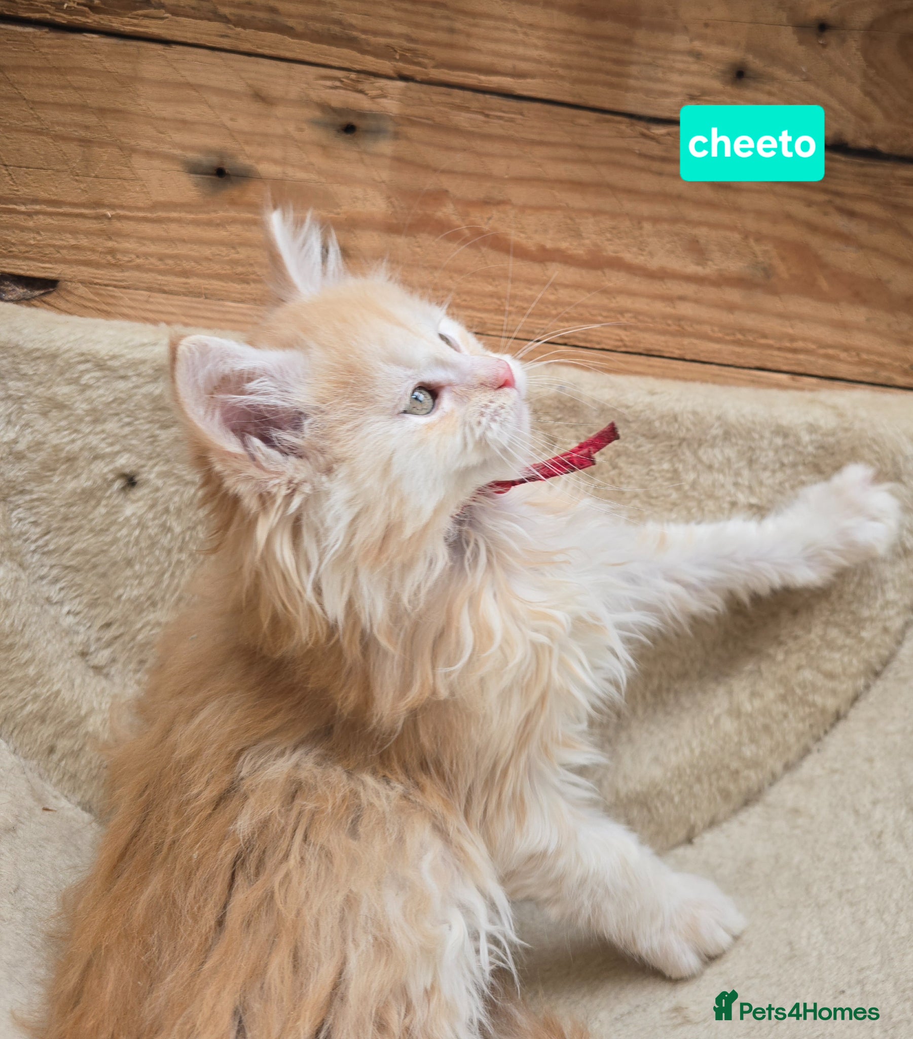 Maine Coon cats  Red High Silver Stunning Maine Coons Boys - Advert 8