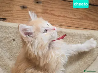 Maine Coon cats Red High Silver Stunning Maine Coons Boys - Advert 8