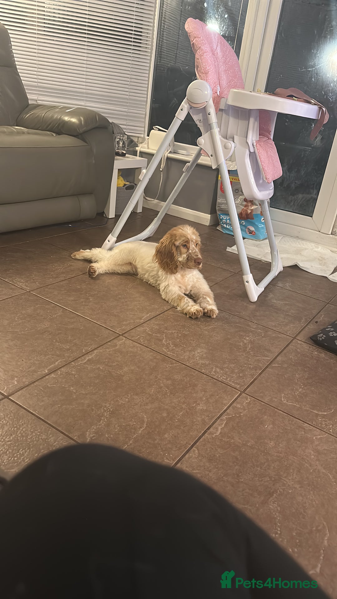 Cocker Spaniel dogs for sale: Beautiful cocker spaniel boy  6 months old  - Advert 3