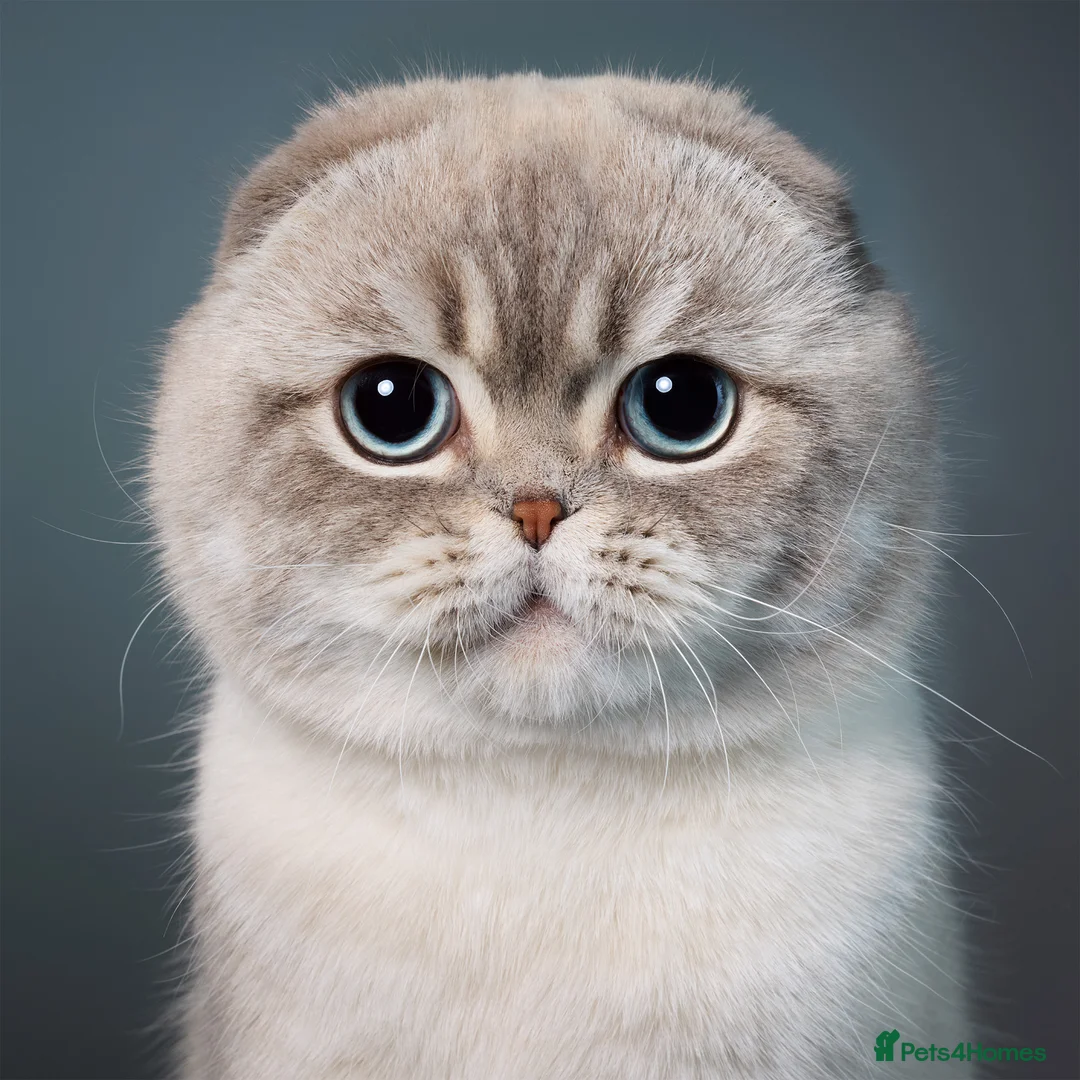 Scottish Fold cats for stud: Meet George 💙 - Advert 1