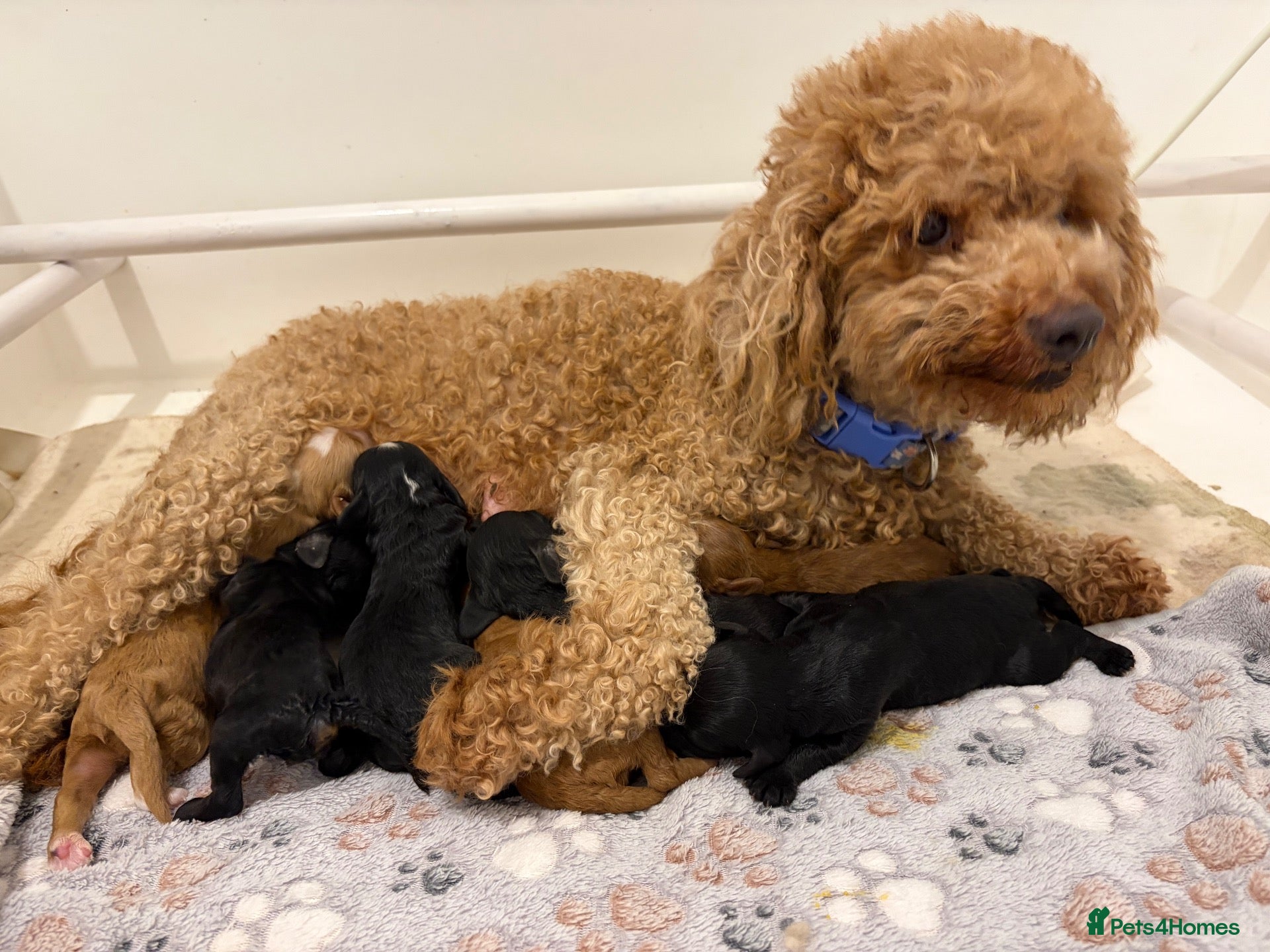Cavapoo dogs WAITING LIST F1cavspoos ExtensivelyHealthTested  - Advert 13