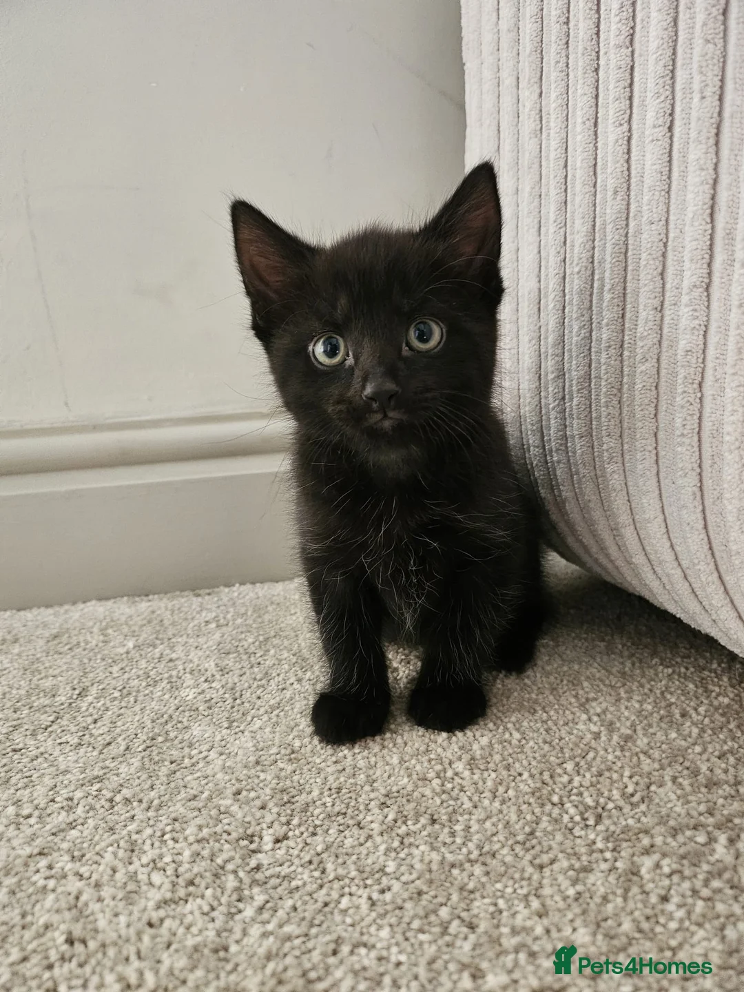 Mixed Breed cats for sale: 4 beautiful kittens up for sale 2 boys 2 girls in Rotherham - Advert 16