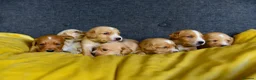 Cockerdor dogs for sale: Beautiful Dark Red Cockerdors DNAClear in Sleaford - Advert 7