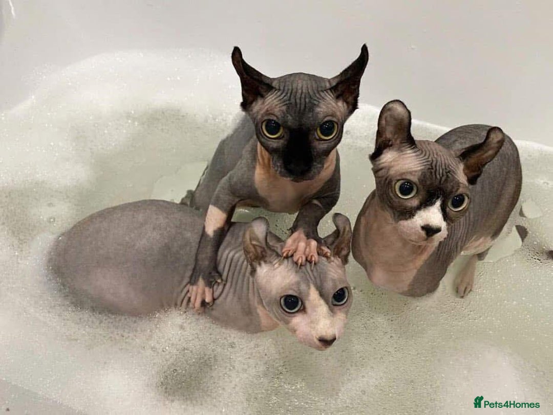 Sphynx cats for sale: Gorgeous pedigree sphynx - Image 3