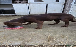 Springador dogs for sale: LAST Female springador for SALE - Image 7