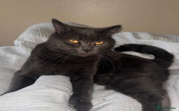 British Shorthair cats for sale: Male Blue grey bsh cat  - Image 6