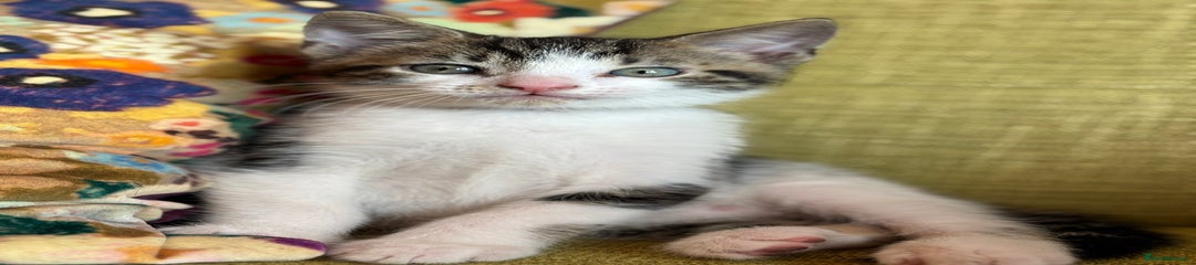 Mixed Breed Kitten 3